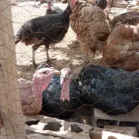 بوقلمون‌برنز