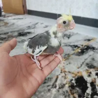 عروس هلندی|پرنده|کازرون, |دیوار