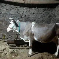 فروش گاو شیری سویسی