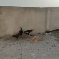 مرغ خروس لاری|حیوانات مزرعه|مشهد, هنرور|دیوار