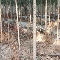 ادمیننهالفروش