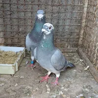کفتر|پرنده|یونسی, |دیوار