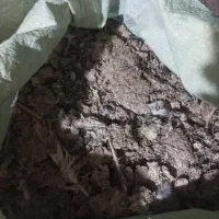 کودکبوتر