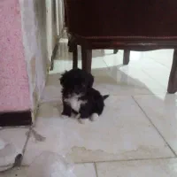 واگذاری غیر رایگان مادر و دختر|سگ|بومهن, |دیوار