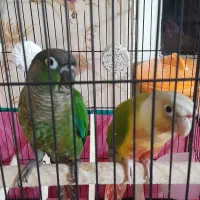 طوطی گرینچیک