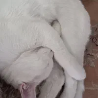 گربه بریتیش ترکیه ای چشم دورنگ