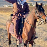 اسب|اسب و تجهیزات اسب‌سواری|پیرانشهر, |دیوار