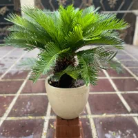 گل و گیاهان طبیعی|گل و گیاه طبیعی|قم, سالاریه|دیوار