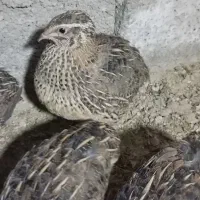 بلدرچین کانادایی بالغ|حیوانات مزرعه|کله گان, |دیوار