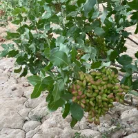 5000 قصب زمین پسته ای در بافق|فروش دفتر صنعتی، کشاورزی، تجاری|بافق, |دیوار