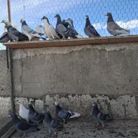 بیست عدد دوبر عتیقه