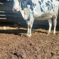 گاو شیری|حیوانات مزرعه|شیروان (خراسان), |دیوار