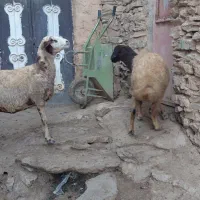 دو عدد گوسفند جوان گوشتی و داشتی