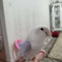 طوطی برزیلی ـ کوتوله|پرنده|محمدیه-قزوین, |دیوار