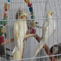 تعدادی عروس هلندی|پرنده|الیگودرز, |دیوار