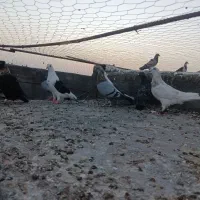 9تا کبوتر همه هوایی