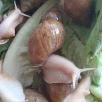 حلزون آلبینو