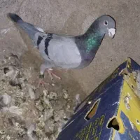 سبزالمانی پلاکی