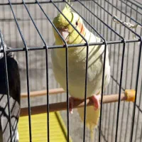 عروس هلندی|پرنده|شوط, |دیوار