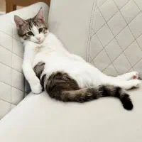 گربه Dsh واگذاری