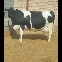 شیر محلی پرچرب