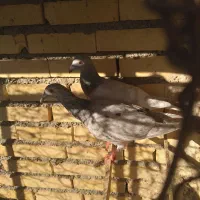 کبوتر|پرنده|مشهد, باغ فراگرد|دیوار