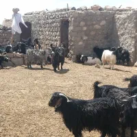 تروشت حراجی مخصوص قربانی