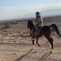 حیوانات اسب