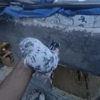 دوعدد غریبگیری پرشی بشرط سرور