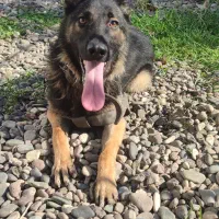 واگذاری توله ژرمن|سگ|سنگر, |دیوار