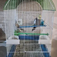 عروس هلندی