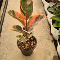 گل فیکوس لیراتا،آلستیکا،آلستیما