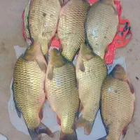 ماهی کپور تازه