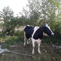 گاو دورگ هولیشتان آماده زایمان       لیشه ورزا|حیوانات مزرعه|رشت, حومه رشت|دیوار