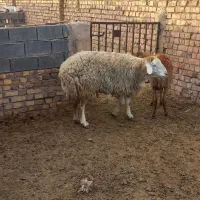 قوچ ۴دندان