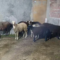 فروش بره گوسفند|حیوانات مزرعه|بندر گز, |دیوار