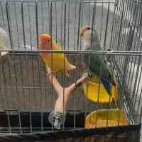 طوطی برزیلی