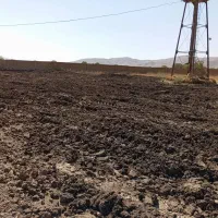 کود مرغی قفسی تخمگذار