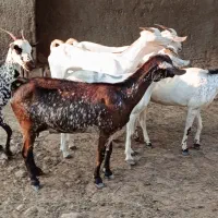 6عددبزصلاله جوان