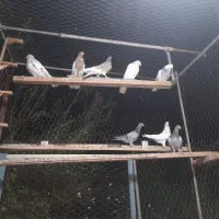 تعدادی کفتر