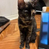 گربه کالیکو|گربه|بندر انزلی, پاسداران|دیوار