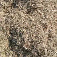 کاه ماش درجه ۱