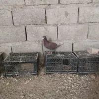 کفتر سرخ نر