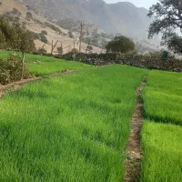 فروش تیم پیاز