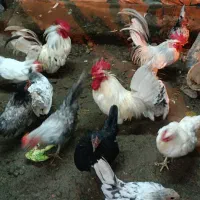 مرغ و خروس چینی تزعینی جوجه و بالغ