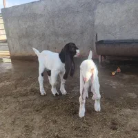 فروش کهره و بره شیری