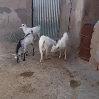 بزغاله سانس اصل نر|حیوانات مزرعه|شیروان (خراسان), |دیوار