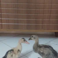 اردک