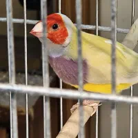 فنچ گلدین نرو و ماده|پرنده|تهران, دروازه شمیران|دیوار