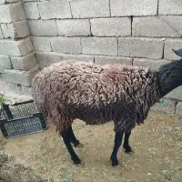 بره شیرازی ارزوییه